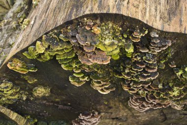 Almanya 'da kış günü Homburg Şatosu yakınlarında bir kütüğün ucunda büyüyen Türkiye kuyruğu.