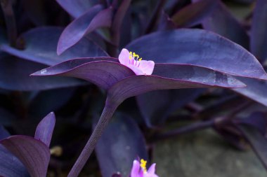 Washington DC 'deki Birleşik Devletler Botanik Bahçesi' nde güneşli bir bahar gününde mor kalp bitkileri..