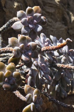 Washington 'daki Botanik Bahçesi' nde güneşli bir bahar gününde hayalet fabrikası..