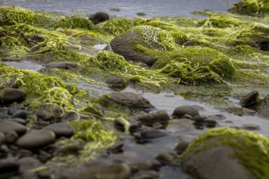 Yaz günü Homer, Alaska 'daki Bishop' s Beach 'te kayalıklardaki yosun..