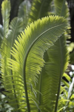 Washington 'daki Botanik Bahçesi' nde Dioon.. 