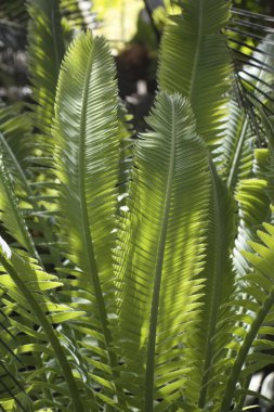 Washington 'daki Botanik Bahçesi' nde Dioon 'a ışık tutuluyor..