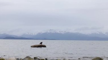 Bulutlu bir yaz gününde, Homer, Alaska 'da Bishop' s Beach 'te kayanın üzerinde kel kartal.. 