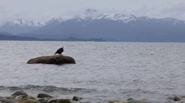 Bulutlu bir yaz gününde, Homer, Alaska 'da Bishop' s Beach 'te kayanın üzerinde kel kartal.. 