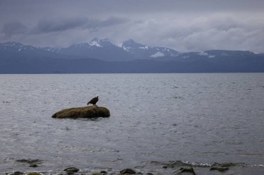 Karanlık ve bulutlu bir yaz gününde, Bishop 's Beach' te bir kayanın üzerinde duran kel kartal. Homer, Alaska 'da arka planda dağlar var..