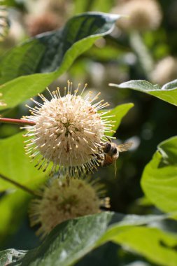 Washington 'da bir bahar günü Botanik Bahçesi' nde Arı Çalılığı..