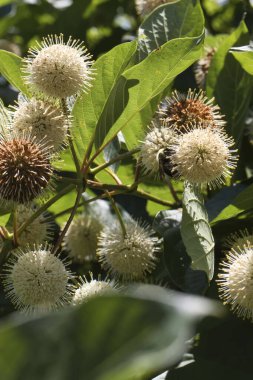 Washington 'da güneşli bir bahar gününde düğme fırçası..