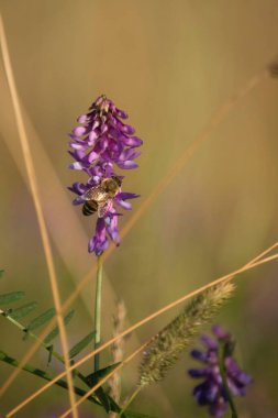 Almanya 'nın Potzbach kentinde bir bahar akşamında kuşlar üzerinde parlayan güneş.. 