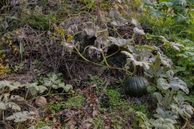 Gübre yığınında büyüyen yeşil balkabağı