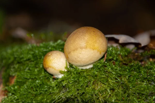 在苔藓上生长的硬皮病菌 也被称为卡托弗伯斯特菌 — 图库照片