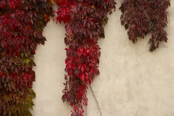 Rote Blätter Von Wildem Wein Hängen Einer Wand Mit Kopierraum Stockbild