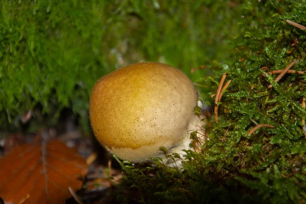 Scleroderma Mushroom Growing Moss Also Called Kartoffelbovist — Stock Photo, Image