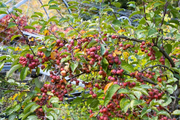 Vruchten Van Een Rode Schildwachtappelboom Een Sierappel Ook Wel Rubercustos — Stockfoto