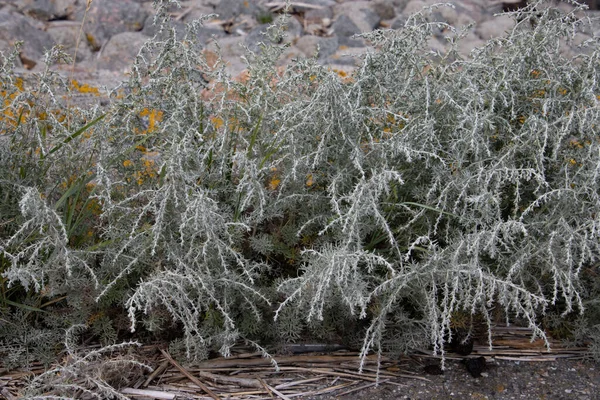 Zeealsem Aan Kust Van Noordzee Ook Wel Artemisia Maritima Genoemd — Stockfoto