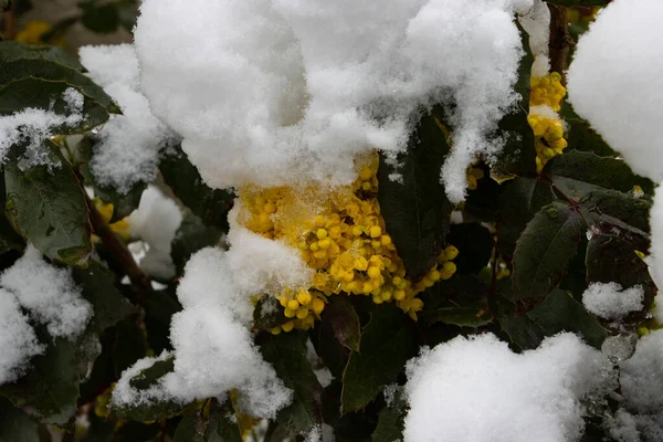 Sarı Mahonia Çiçeklerini Kapatın Karla Kaplı — Stok fotoğraf