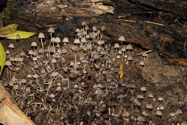 Grupo Cogumelos Chamado Touca Ordenha Mycena Galopus — Fotografia de Stock