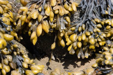 Spiral wrack seaweed growing on a beach, Fucus spiralis