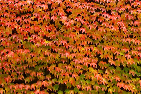 Красные Оранжевые Листья Дикого Вина Естественного Фона — стоковое фото