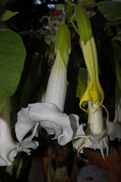 Nahaufnahme Der Blüte Einer Weißen Brugmansia Arborea Blume Auch Engelstrompete — Stockfoto