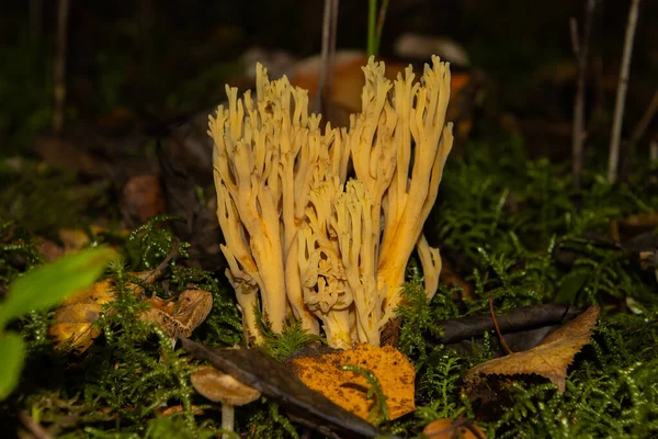 靠近森林中的珊瑚蘑菇 也叫金银花 Ramaria Aurea — 图库照片