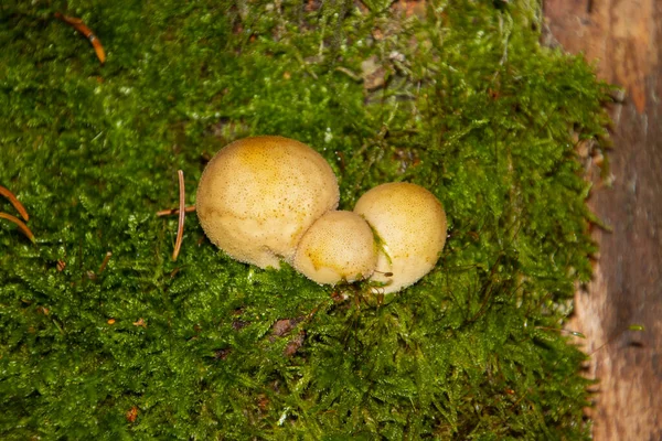在苔藓上生长的硬皮病菌 也被称为卡托弗伯斯特菌 — 图库照片
