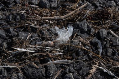 Sigara tomurcukları ve diğer çöpler yengeç, tüy ve yosun parçaları arasında yatıyorlar.