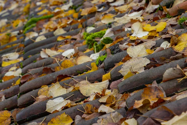 Nahaufnahme Von Herbstblättern Auf Dachziegeln Mit Fokus Auf Den Vordergrund — Stockfoto