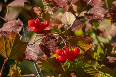 Viburnum opulus olarak da adlandırılan bir guelder gülünün böğürtlenlerini içeren bir dala yakın.