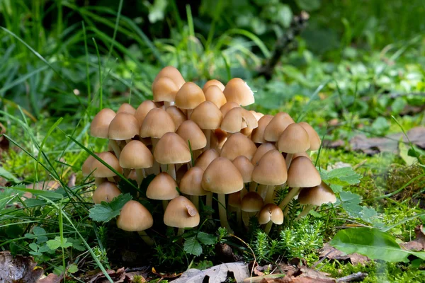 Aglomerado Muitos Cogumelos Mycena Inclinata Crescendo Grama — Fotografia de Stock