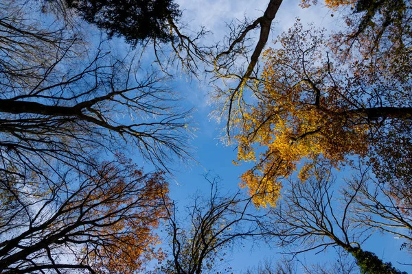 Глядя Голые Деревья Осенние Листья Голубым Небом — стоковое фото