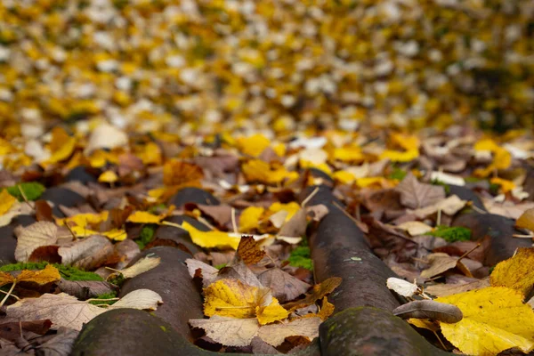 Nahaufnahme Von Herbstblättern Auf Dachziegeln Mit Fokus Auf Den Vordergrund — Stockfoto