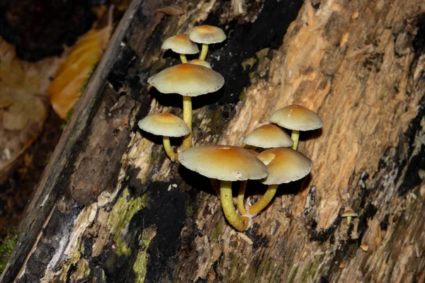 Cogumelo Fascículo Hypholoma Que Cresce Log — Fotografia de Stock
