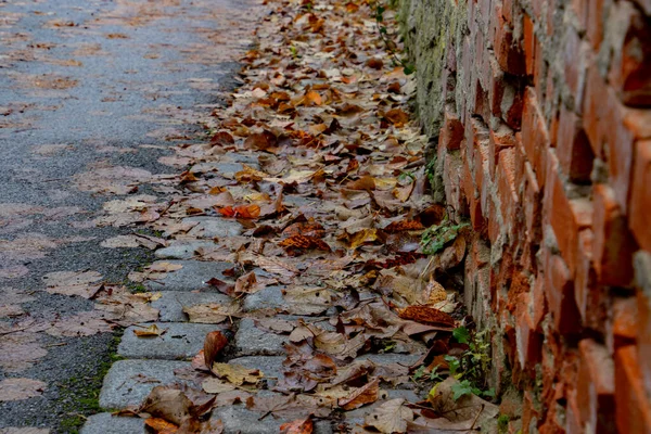Mokra Jesień Liście Leżące Drodze Obok Ściany Czyniąc Śliską Naciskiem — Zdjęcie stockowe