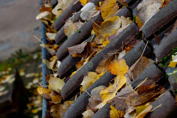 Close up of autumn leaves on roof tiles with focus on foreground