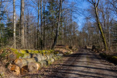 Pile of wood logs on the side of a forest road