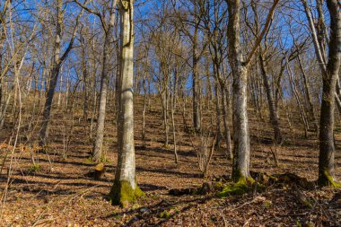 Autumn sunlight casting shadows in the forest