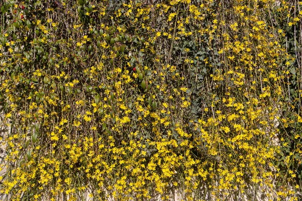 Yellow Blossoms Broom Hanging Wall Background Also Called Ginster Brambusch — Fotografia de Stock