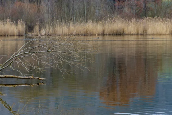 stock image Scenic view of a lakeshore on a cloudy day with focus on branches in foreground