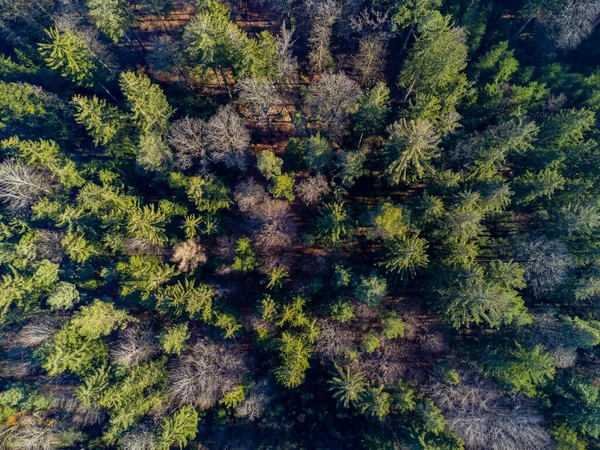 stock image Aerial view of a mixed forest with conifer, dead and bare trees