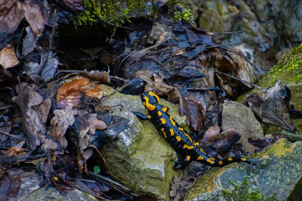 Salamandra Che Striscia Rocce Foglie Autunnali Umide — Foto Stock