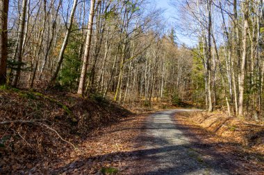 Kışın orman yolu güneşli bir günde