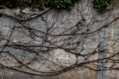 Sarmaşık filizi izi ve duvardaki kuru dallar