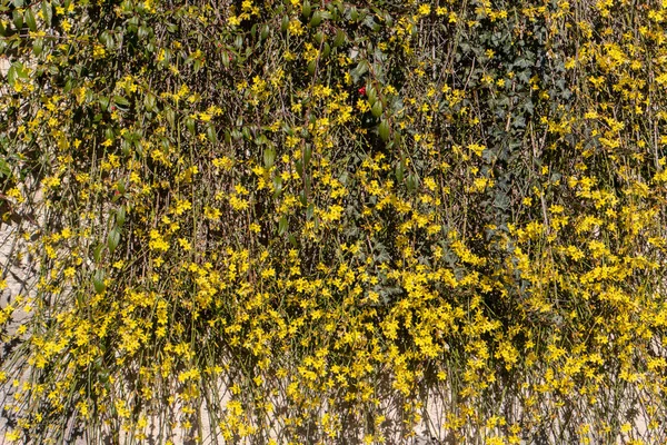 Yellow Blossoms Broom Hanging Wall Background Also Called Ginster Brambusch — Stock Photo, Image
