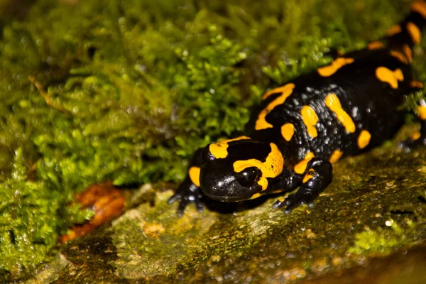 Salamandra Fuego Una Roca Mirando Cámara Con Enfoque Primer Plano —  Fotos de Stock