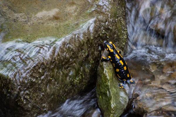 Salamandra Fogo Uma Rocha Uma Corrente Água — Fotografia de Stock