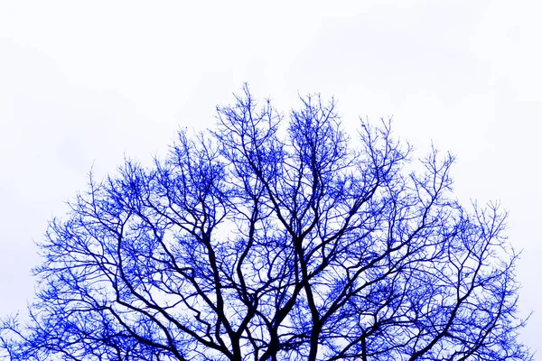 Blå Färgad Siluett Ett Naket Träd Med Vit Bakgrund — Stockfoto
