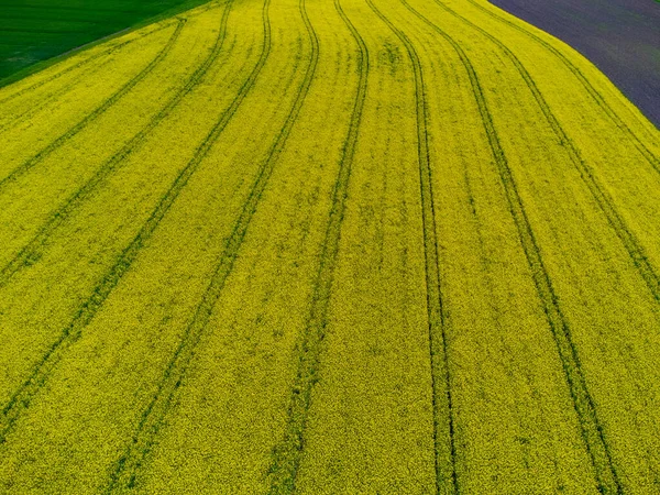 Vista Aérea Orugas Tractores Campo Colza Amarillo Para Fondo Natural —  Fotos de Stock