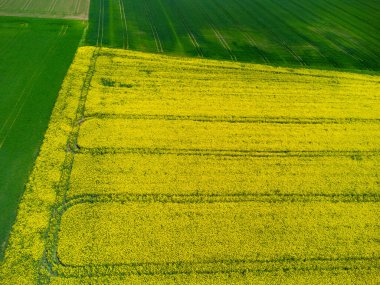 Doğal arkaplan için sarı kolza tohumu alanındaki traktör izlerinin hava görüntüsü