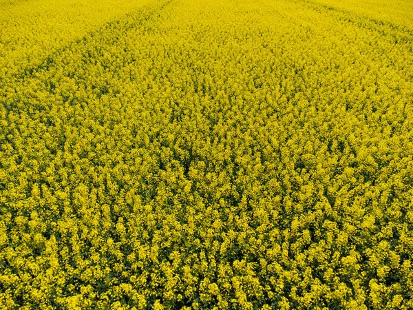 Вид Воздуха Поле Желтого Рапса Естественного Фона — стоковое фото
