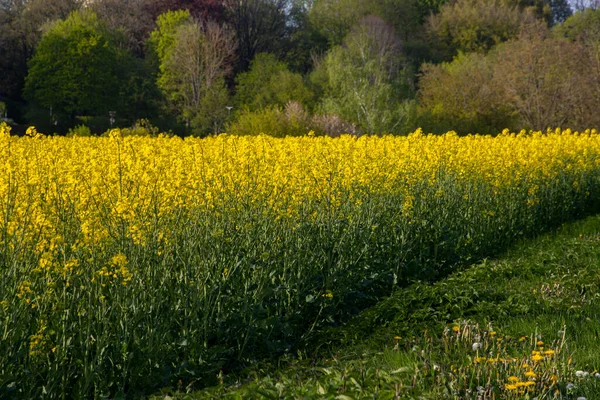 Желтое Рапсовое Поле Естественного Фона — стоковое фото